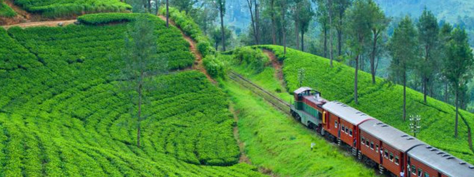 Sri Lanka Sets USD 2.5 Bn Tea Export Goal by 2030